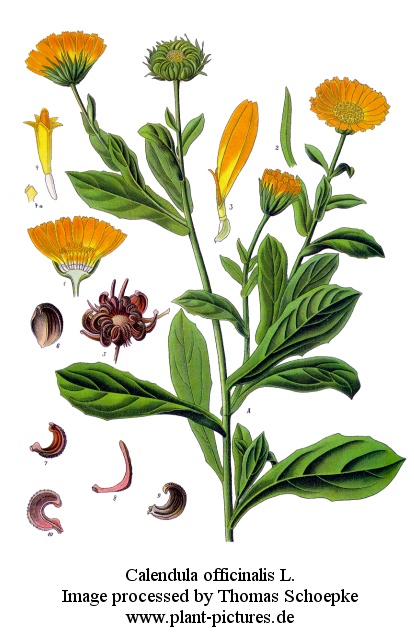 Buy  Calendula